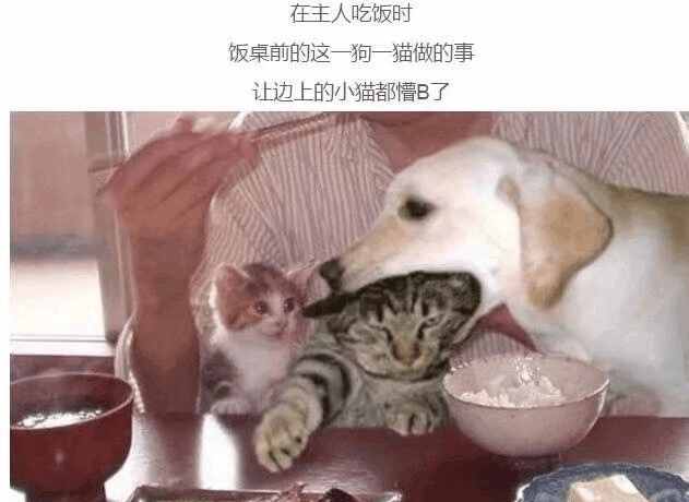 养狗养猫_狗和猫哪个好养_猫好养还是狗好养