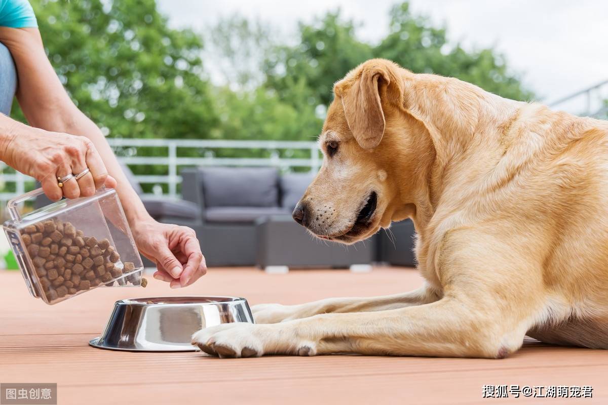 新手养什么狗最好，要聪明的狗_养缅因猫好还是养布偶猫好_养狗养猫