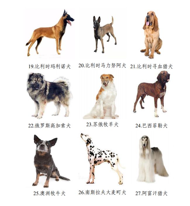 俊介狗品种图片