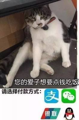 购买宠物猫应注意哪些