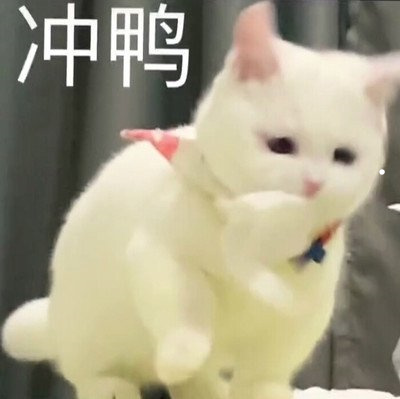 小区内饲养宠物猫