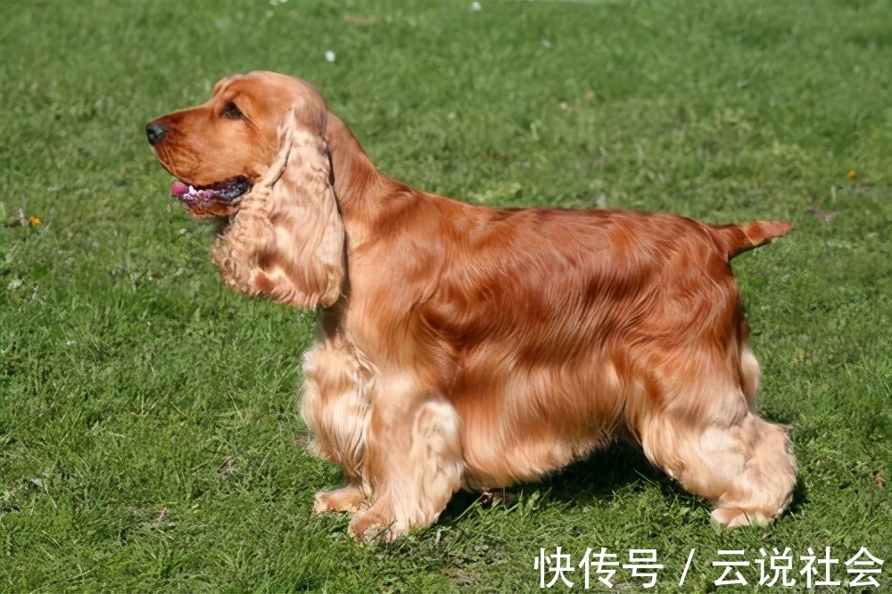 几种中忠诚的小型犬吧，它就会一辈子守护在你的身边