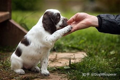 幼犬啃咬的有什么好处呢？新手家长要知道！