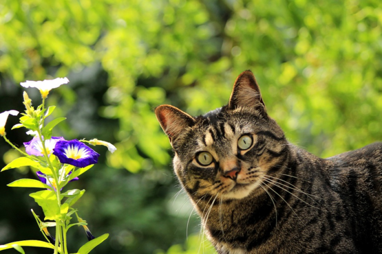 谁不喜欢小猫咪？猫咪的19种猫叫分为三大类