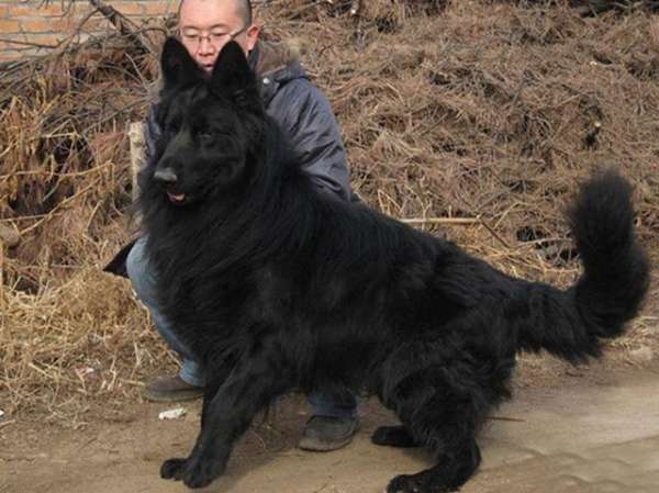 冀中黑熊犬的小狗是非常好的品种,但是因为很多狗贩子把它当作东德