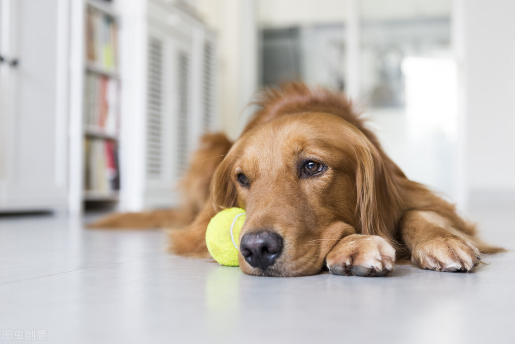 金毛犬居然是猎犬，三个小知识，带你深度了解金毛犬