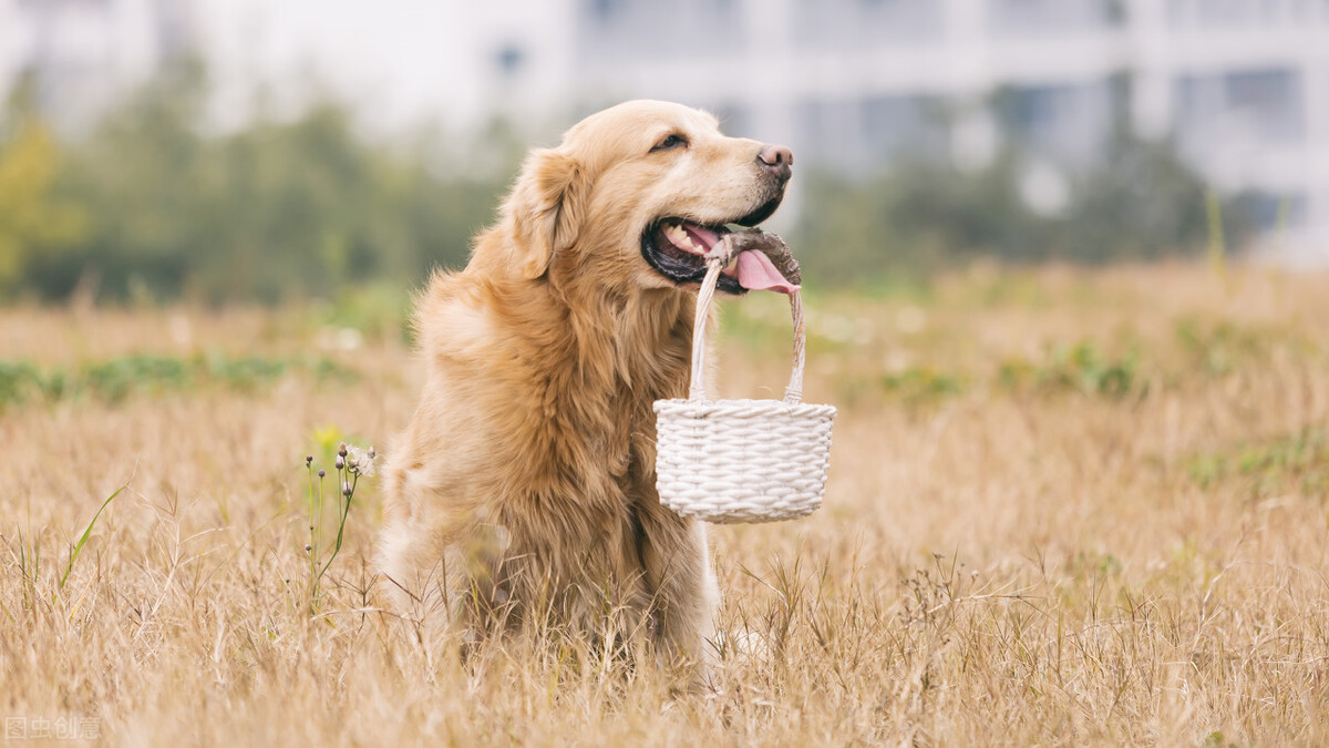 金毛犬居然是猎犬，三个小知识，带你深度了解金毛犬