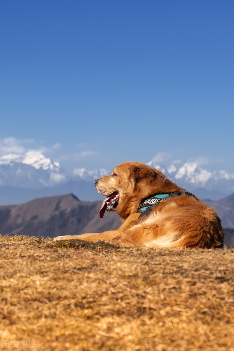 金毛犬居然是猎犬，三个小知识，带你深度了解金毛犬