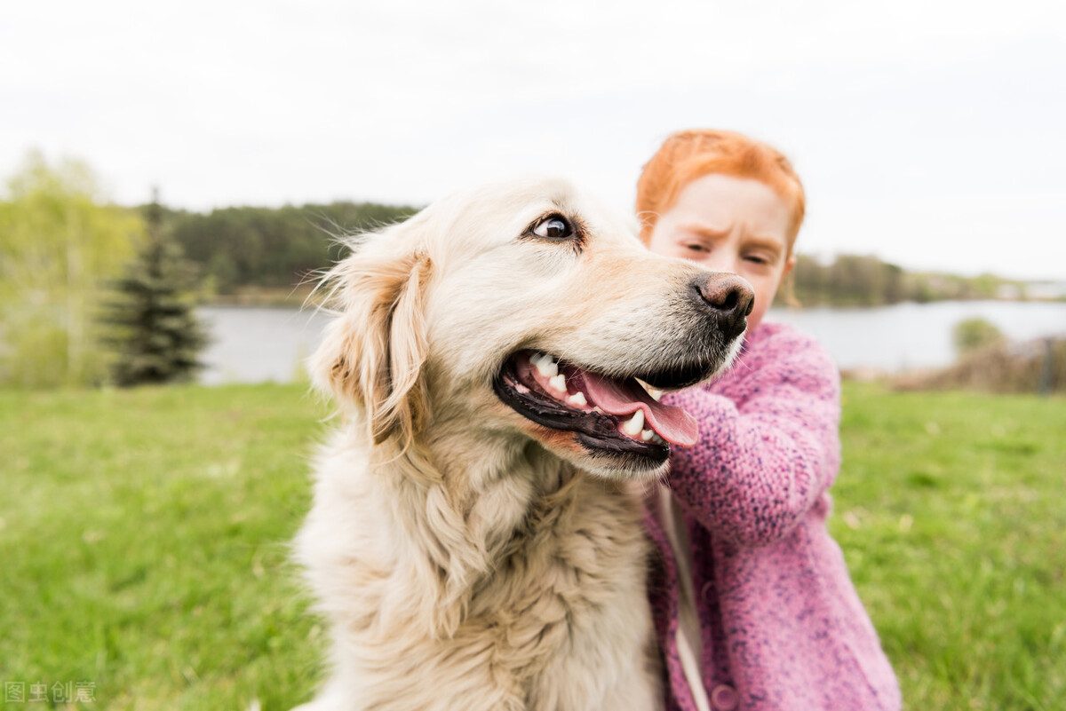 金毛犬居然是猎犬，三个小知识，带你深度了解金毛犬