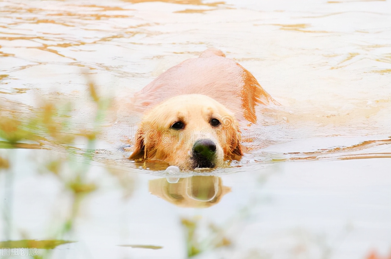 金毛犬居然是猎犬，三个小知识，带你深度了解金毛犬