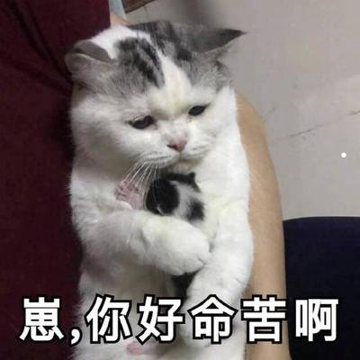 养猫好点还是养狗哪个赚钱多