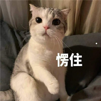 养猫好点还是养狗哪个赚钱多