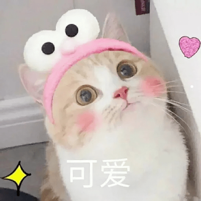 养猫好点还是养狗哪个赚钱多