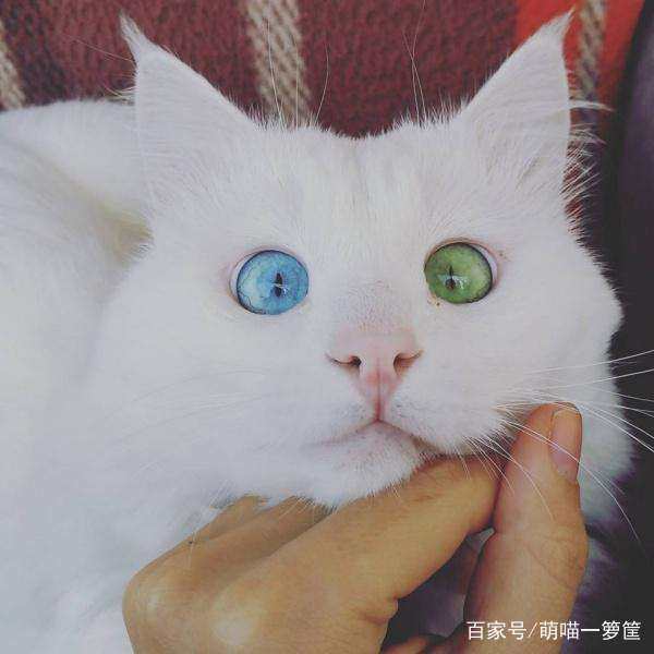 形成猫咪异色虹膜的决定因素是白色基因白色斑点基因