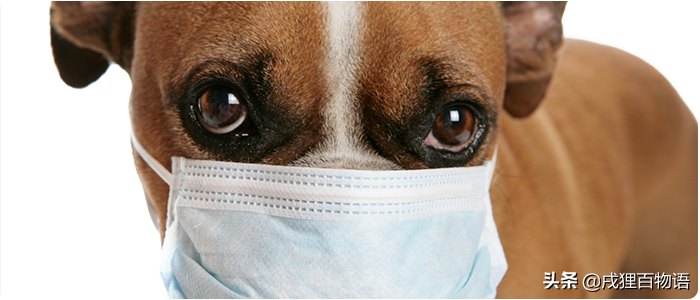 名医分享｜狗狗常见传染病哪些？各个年龄阶段都有感染危险