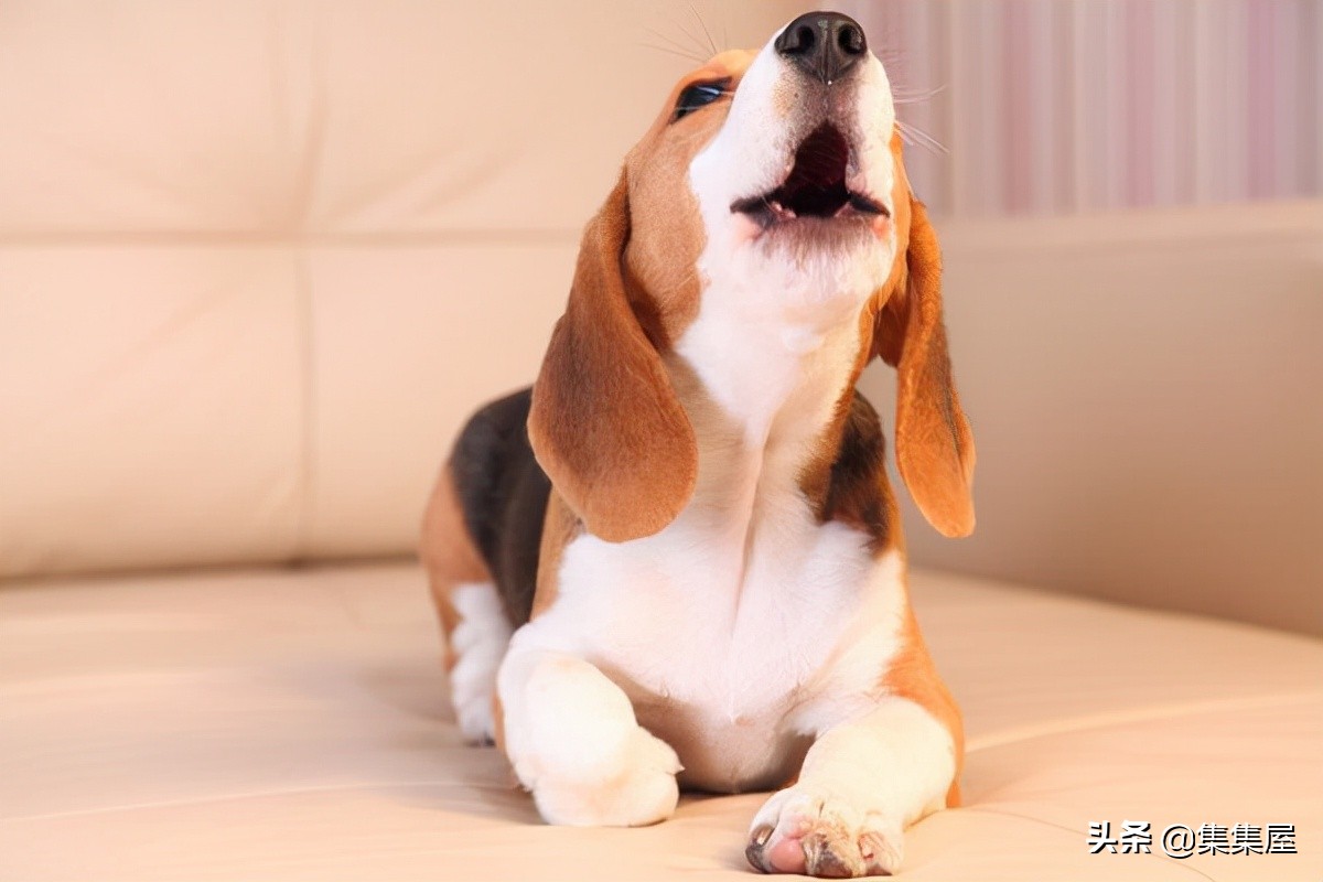 狗也会发出笑声吗？科学解释：狗发出的6种声音及其含义
