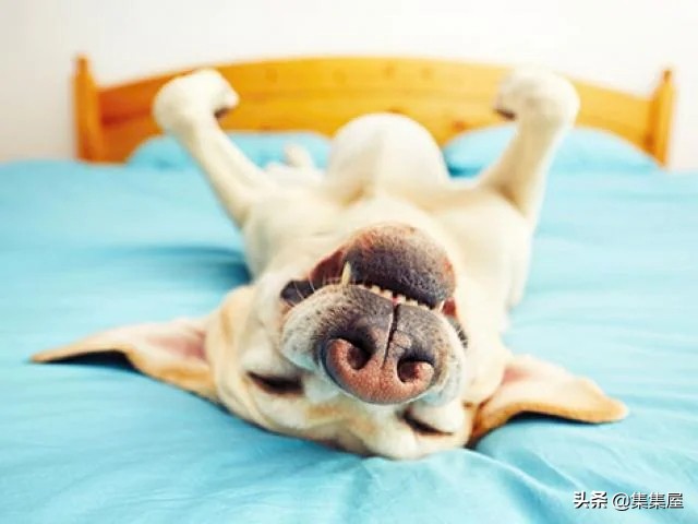 狗也会发出笑声吗？科学解释：狗发出的6种声音及其含义