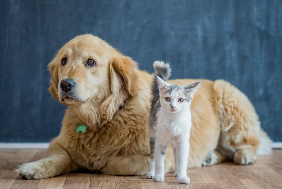 好女不养狗好男不养猫