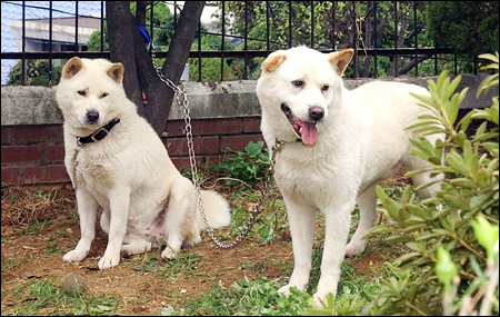 长耳朵狗狗的品种图片 韩国珍岛犬的历史犬