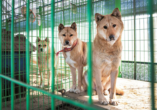 来自韩国的国宝犬种，曾经在奥运开幕式出现，它们的名字叫珍岛犬