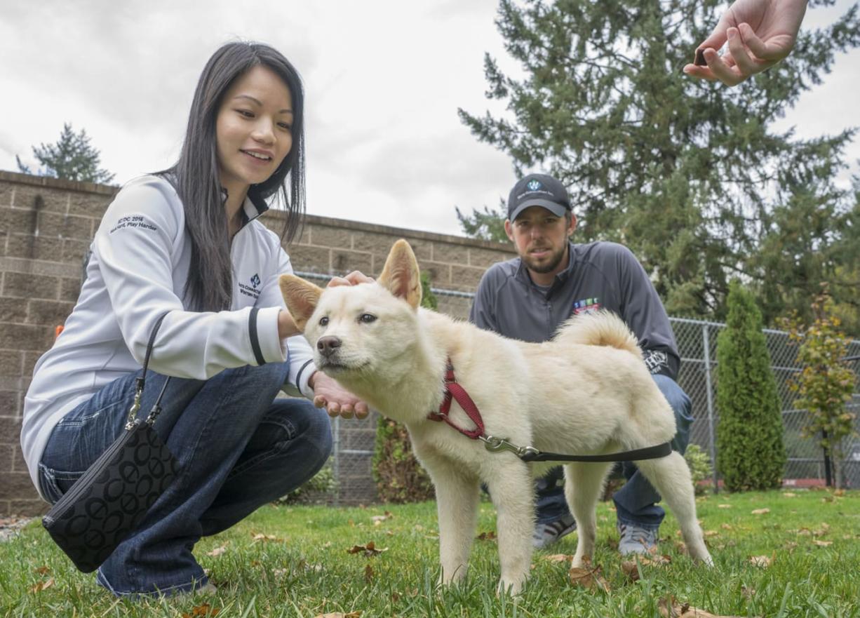 长耳朵狗狗的品种图片 韩国珍岛犬的历史犬