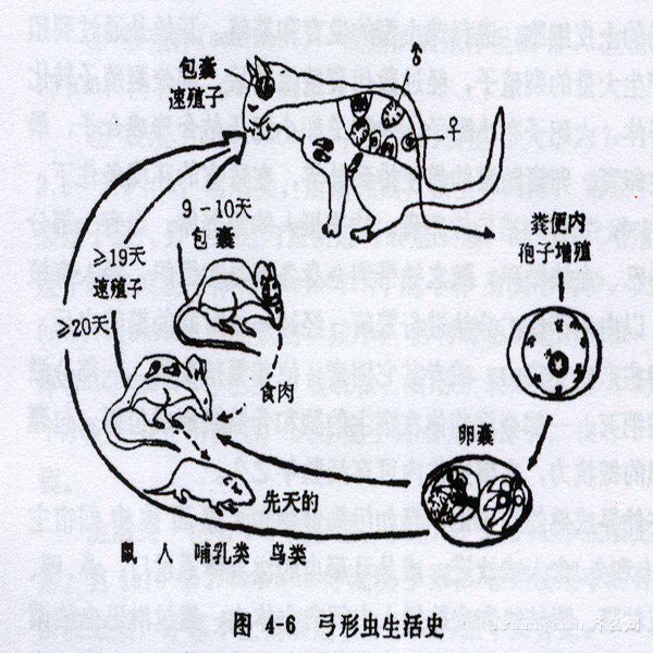 狗弓形体病