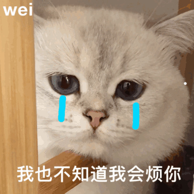 老舍的宠物猫