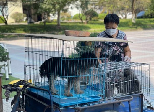 “我心软，看不得！”杭州阿姨为它骑行60公里，有人不解有人泪目