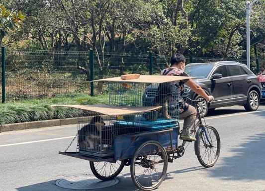 “我心软，看不得！”杭州阿姨为它骑行60公里，有人不解有人泪目