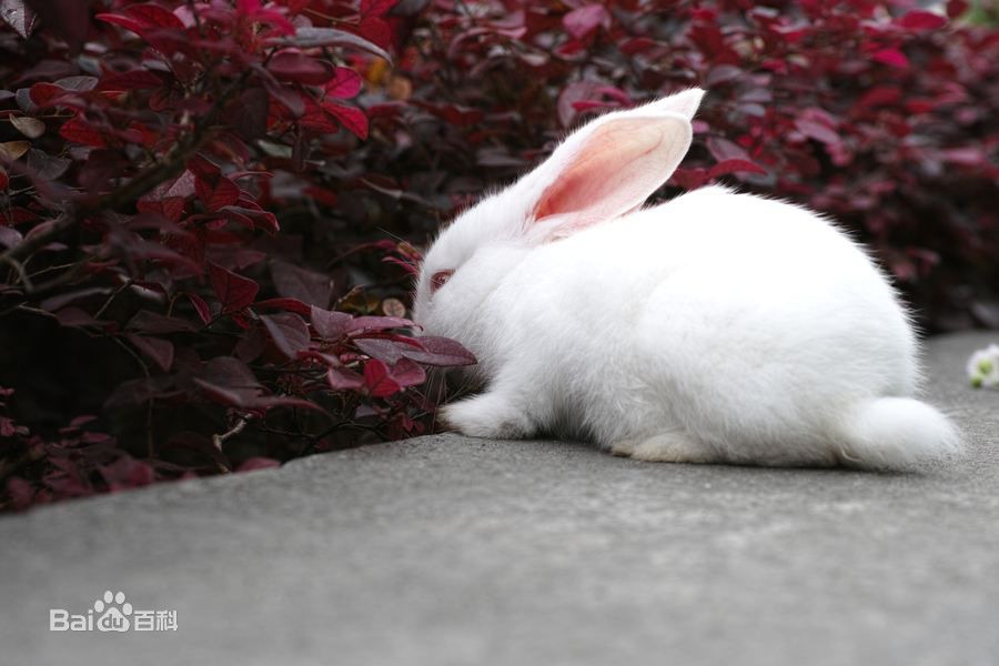为什么兔子的尾巴是短的