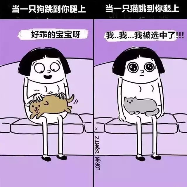 养猫和养狗的差别到底有多大？太真实了吧