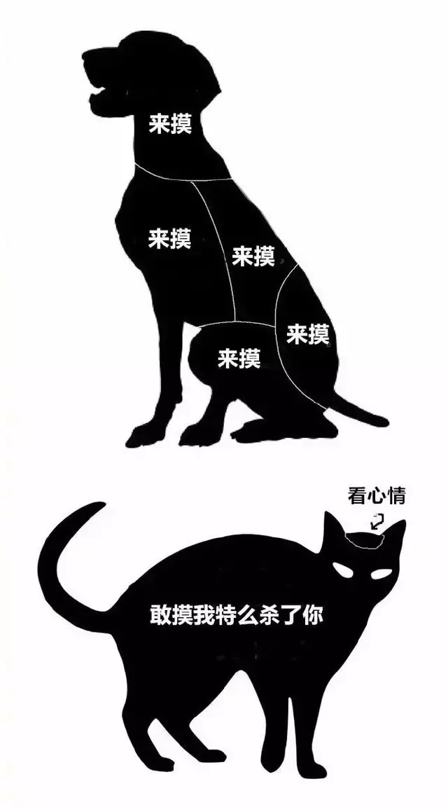 养猫和养狗的差别到底有多大？太真实了吧