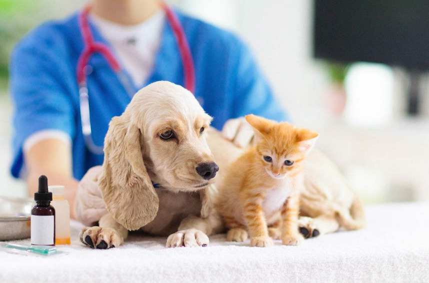 宠物医院不会告诉你，家中常备这些药，狗狗再也不怕生病了