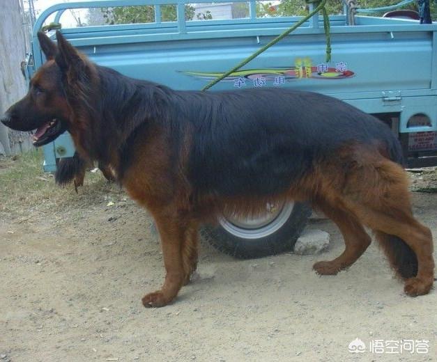 德牧是细狼狗，并不一定是德牧：第二：面部的差异