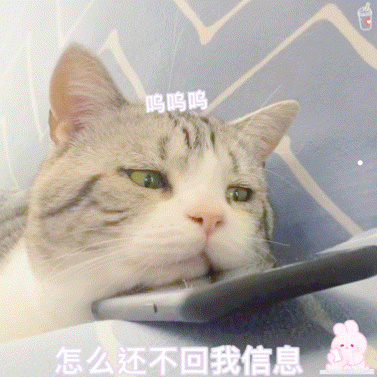 宠物猫狗治疗图片