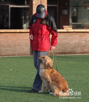 训练犬保持趴下的姿势和训犬师作的经验指导