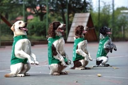 工作犬训练服从科目_军犬服从训练_如何训练狗狗服从性