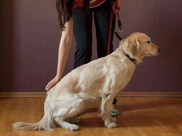 训练狗狗的第一步，要注意这5个训练技巧！