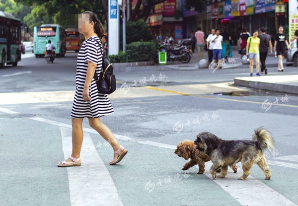 淮南禁止养大型狗规定_泰迪狗茶杯狗好养吗_城市养狗禁止