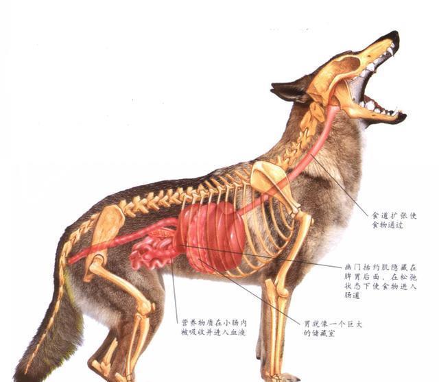 狼髀骨位置图图片