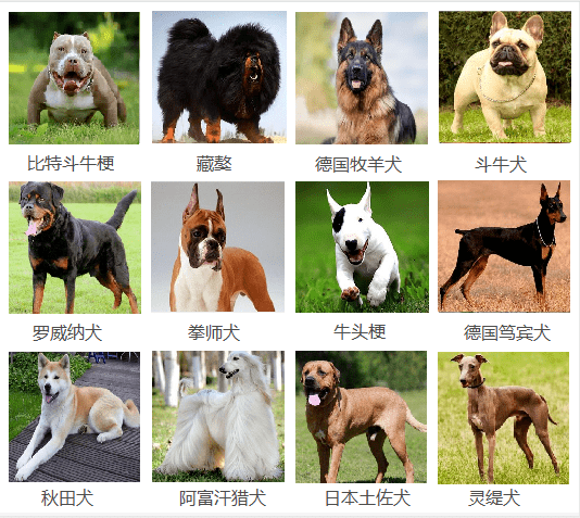 中国犬种大全排名图片图片