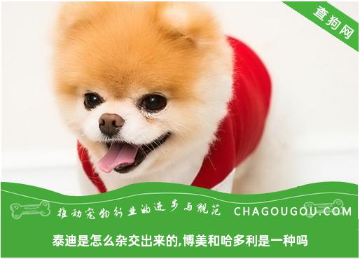 泰迪是如何杂交的？博美犬和哈德利犬是一样的吗？