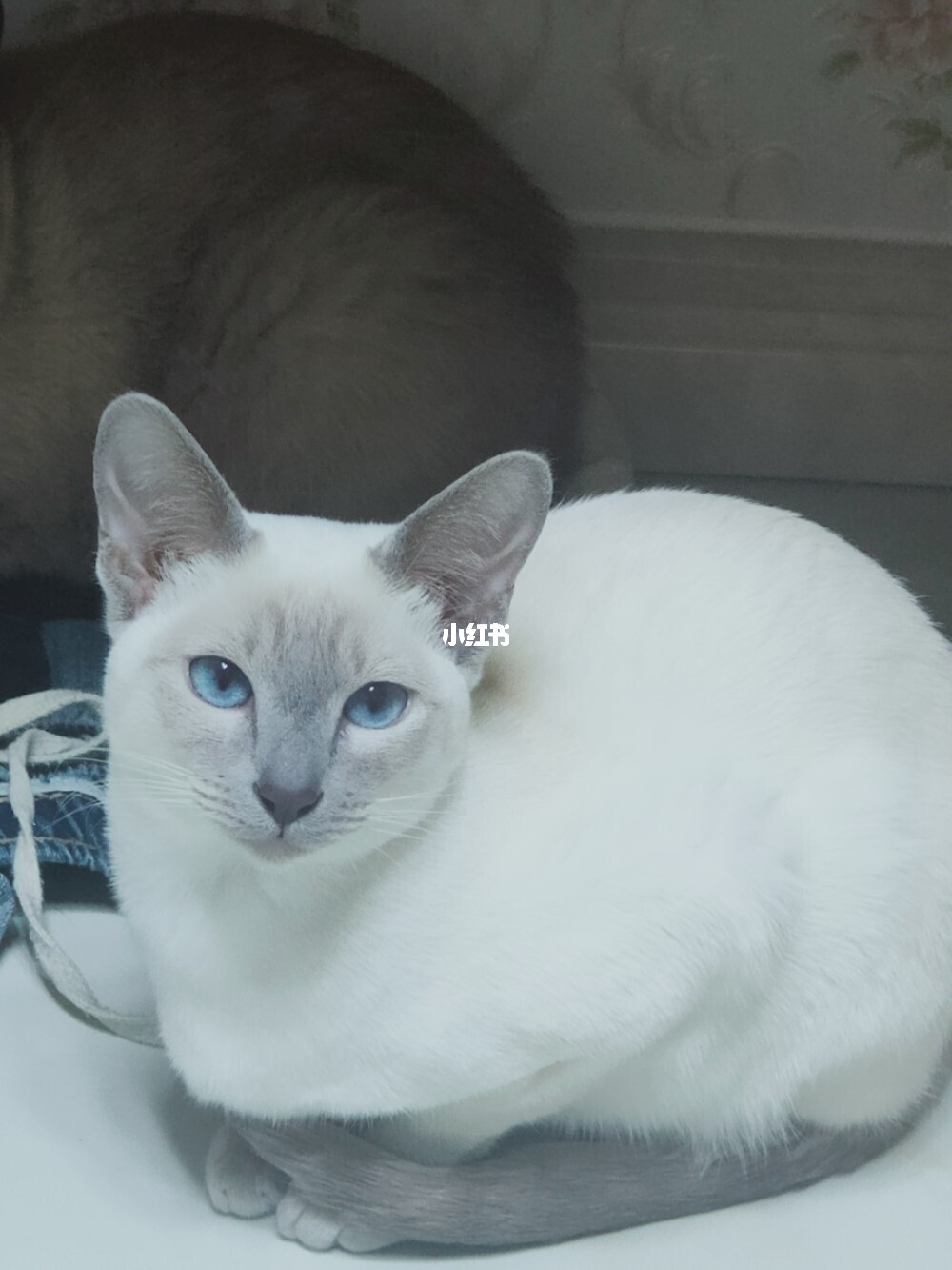 暹罗猫和蓝白猫杂交生出来什么样的猫?