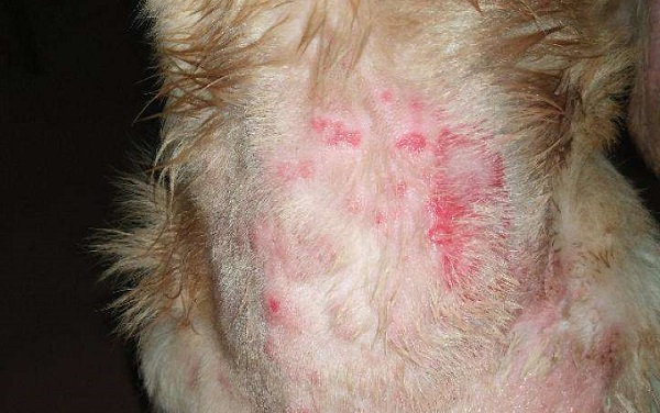 过敏性皮肤病常见及令狗狗最烦恼,你知道吗?