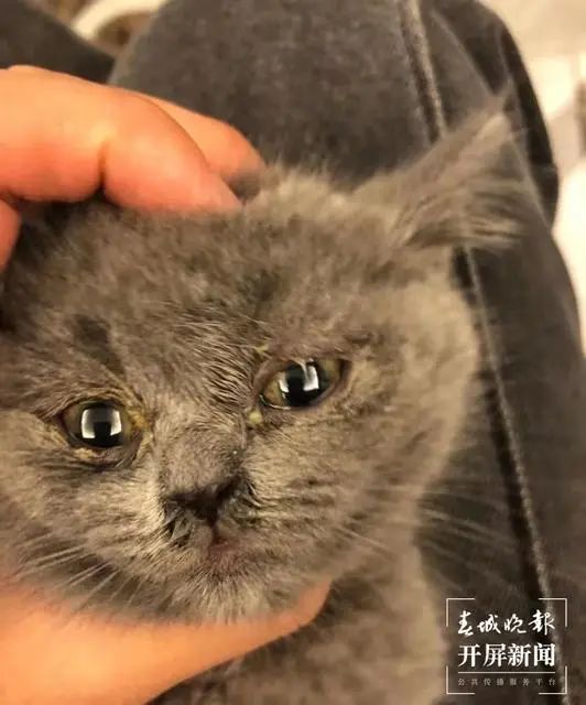 这是蓝猫？玉溪女子收到猫后被卖家拉黑！治疗费花了1200元…