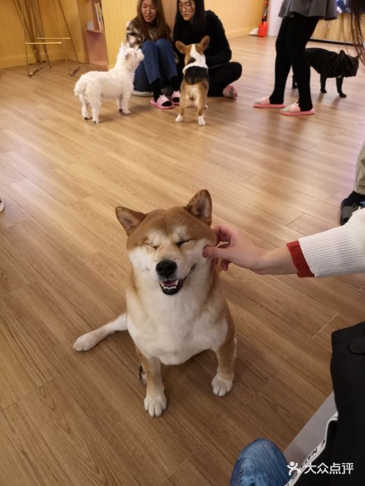 厦门宠物店卖病狗_在宠物店买到病狗_宠物店不洗病狗