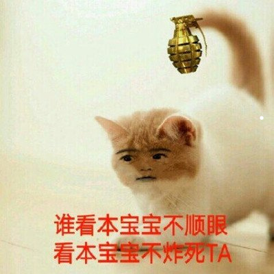 可以养猫猫的大学