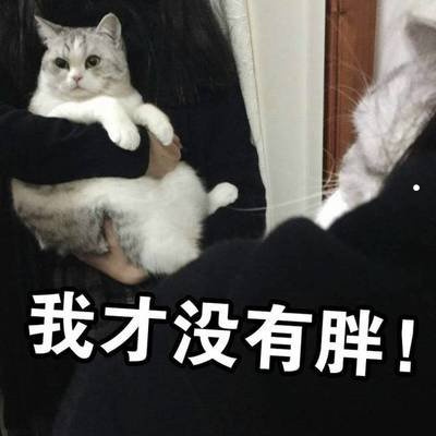 可以养猫猫的大学