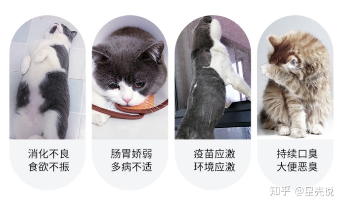 黑道称雄+大猫爱小猫+小说_大猫对小猫_小猫死啦会影响大猫吗