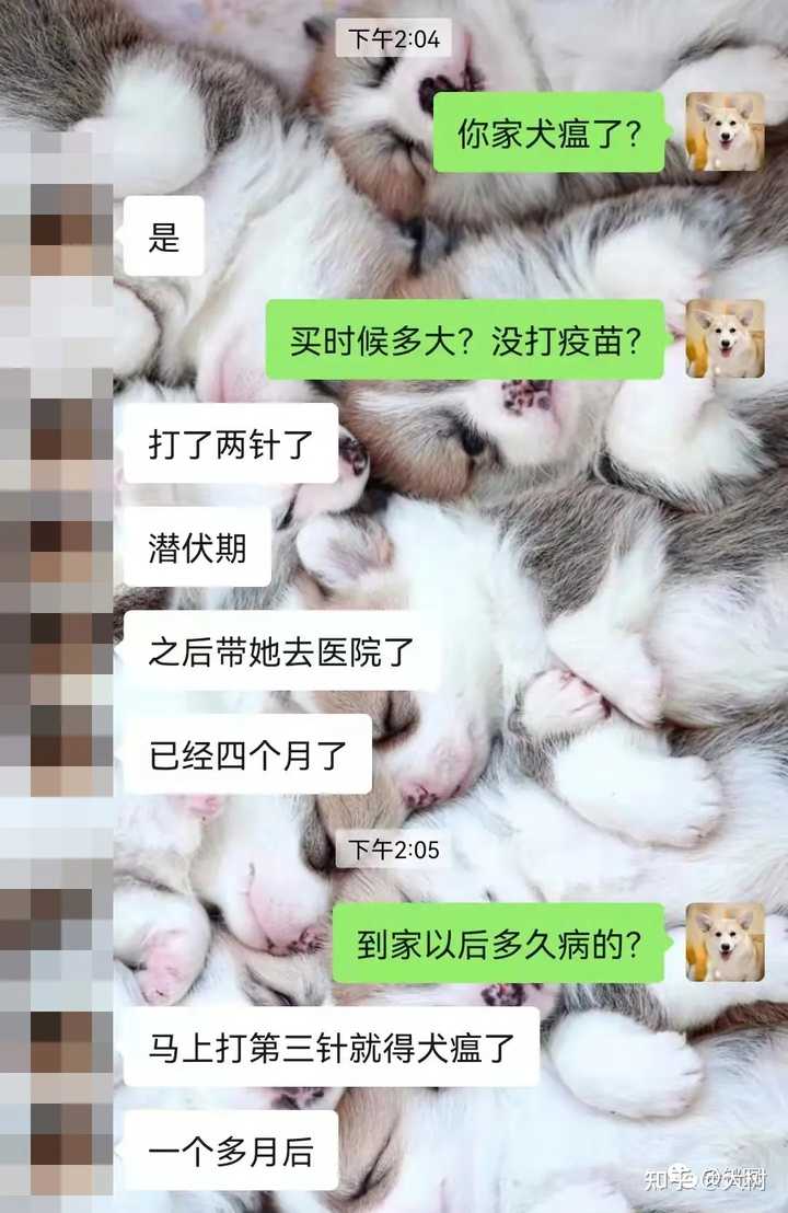 【养宠小知识】没有完成三针疫苗接种的纯种